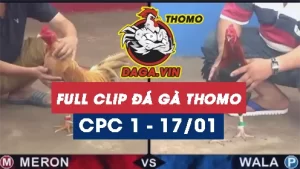 Full Video phát lại Trực tiếp đá gà Thomo ngày 17/1/2024