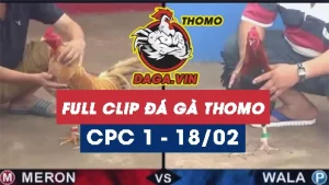 Full Video phát lại Trực tiếp đá gà Thomo ngày 18/2/2024
