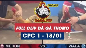 Full Video phát lại Trực tiếp đá gà Thomo ngày 18/1/2024