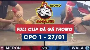 Full Video phát lại Trực tiếp đá gà Thomo ngày 27/1/2024