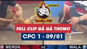 Full Video phát lại Trực tiếp đá gà Thomo ngày 9/1/2024