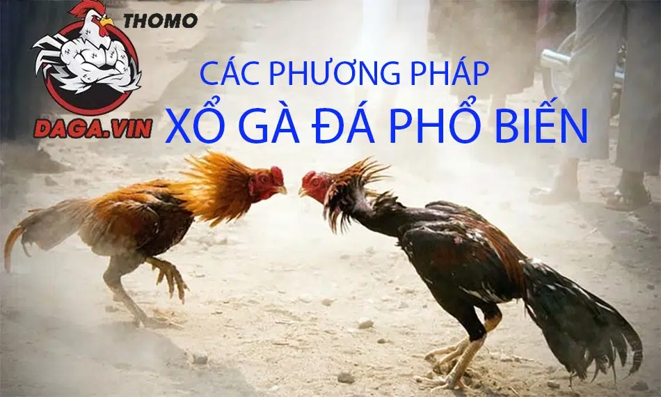Cách Xổ Gà Đá Cực Chuẩn Mà Người Nuôi Gà Cần Nắm 2 Các phương pháp xổ gà đá phổ biến
