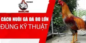 daga cac buoc nuoi ga da bo lon dung ky thuat 300x150 1