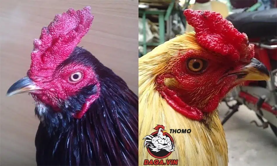Lai Mồng Gà Chọi - 3 Phương Pháp Hiệu Quả Từ Sư Kê Hàng Đầu 2 5 mồng gà được lựa chọn lai tạo phổ biến