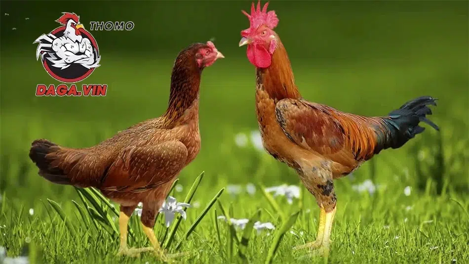Bí Quyết Lai Tạo Gà Đá Thành Công – Nghệ Thuật Đổ Chiến Kê 2 Các phương pháp đổ gà đá phổ biến