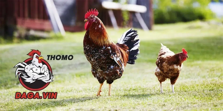 Gà đá cựa nổi bật nhờ gen lai tạo, chiến đấu vượt trội