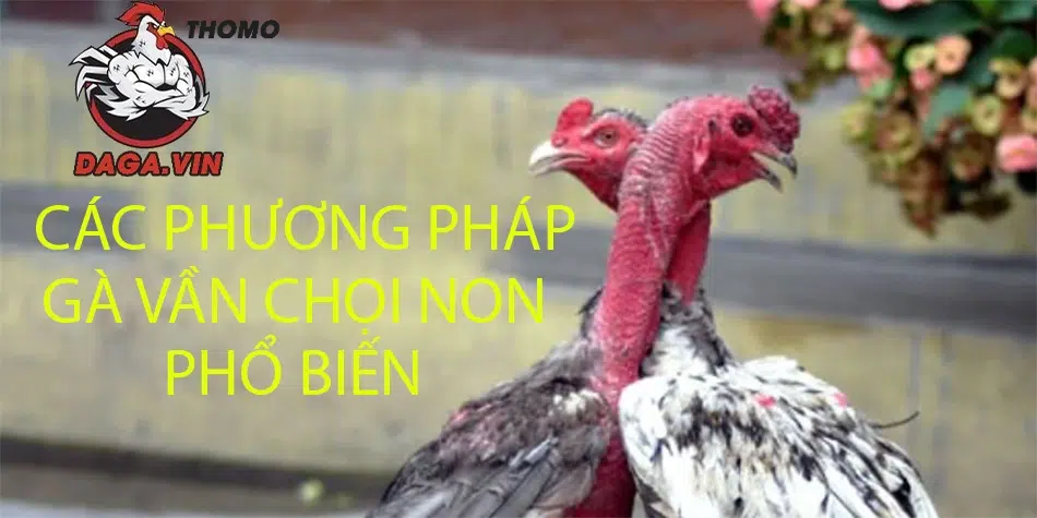 Cách Vần Gà Chọi Non Cho Các Sư Kê Đảm Bảo Hiệu Quả 2 Các phương pháp vần gà chọi non phổ biến