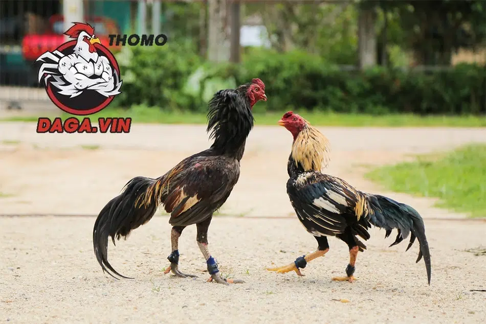 Nuôi Gà Đá Cựa Sắt Khỏe Mạnh - Bí Quyết Cực Đơn Giản 3 hướng dẫn Cách huấn luyện gà đá cựa sắt