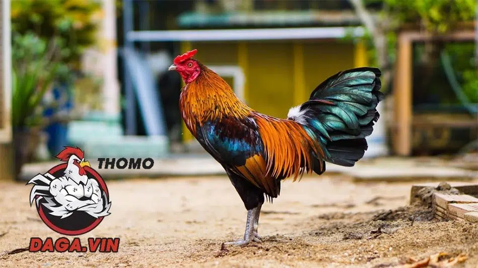 Cách nuôi gà đá lông bóng mượt 