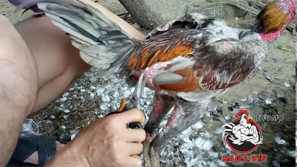 Cách tỉa lông gà chọi đúng kỹ thuật