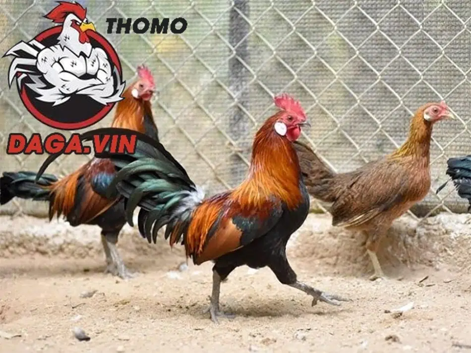 Bí Kíp Nuôi Gà Rừng Chiến Đấu Trăm Trận Trăm Thắng 2 4 yếu tố chọn giống phù hợp khi nuôi gà rừng