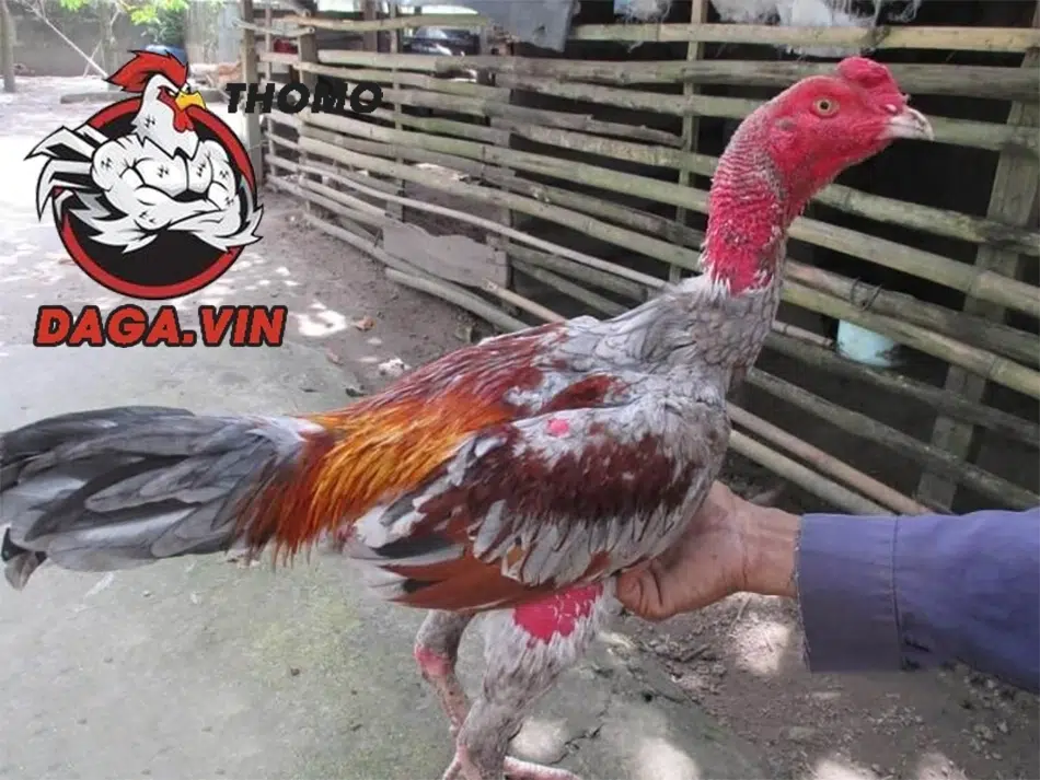 Chuồng trại đảm bảo tiêu chuẩn