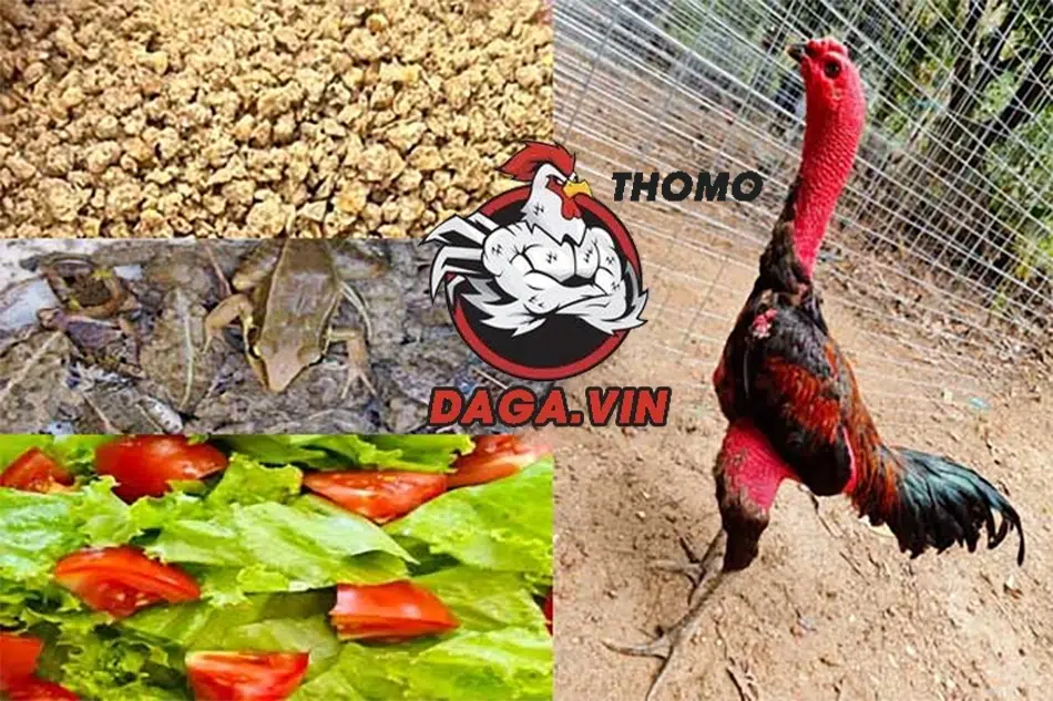 Chăm sóc chiến kê khi hoàn thành cắt tỉa lông