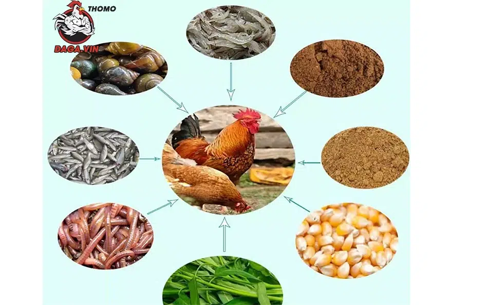 một số Chế độ dinh dưỡng hợp lý 