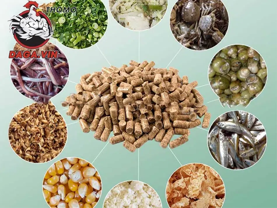 Nuôi Gà Đá Nhanh Lên Ký - Bí Quyết Đảm Bảo 100% Hiệu Quả 1 Xây dựng mục tiêu về trọng lượng và theo dõi quá trình phát triển