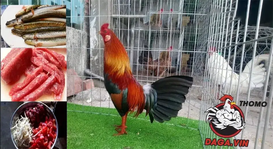 Cách Xổ Gà Đá Cực Chuẩn Mà Người Nuôi Gà Cần Nắm 5 Chế độ dinh dưỡng cho gà thực hiện bài tập xổ