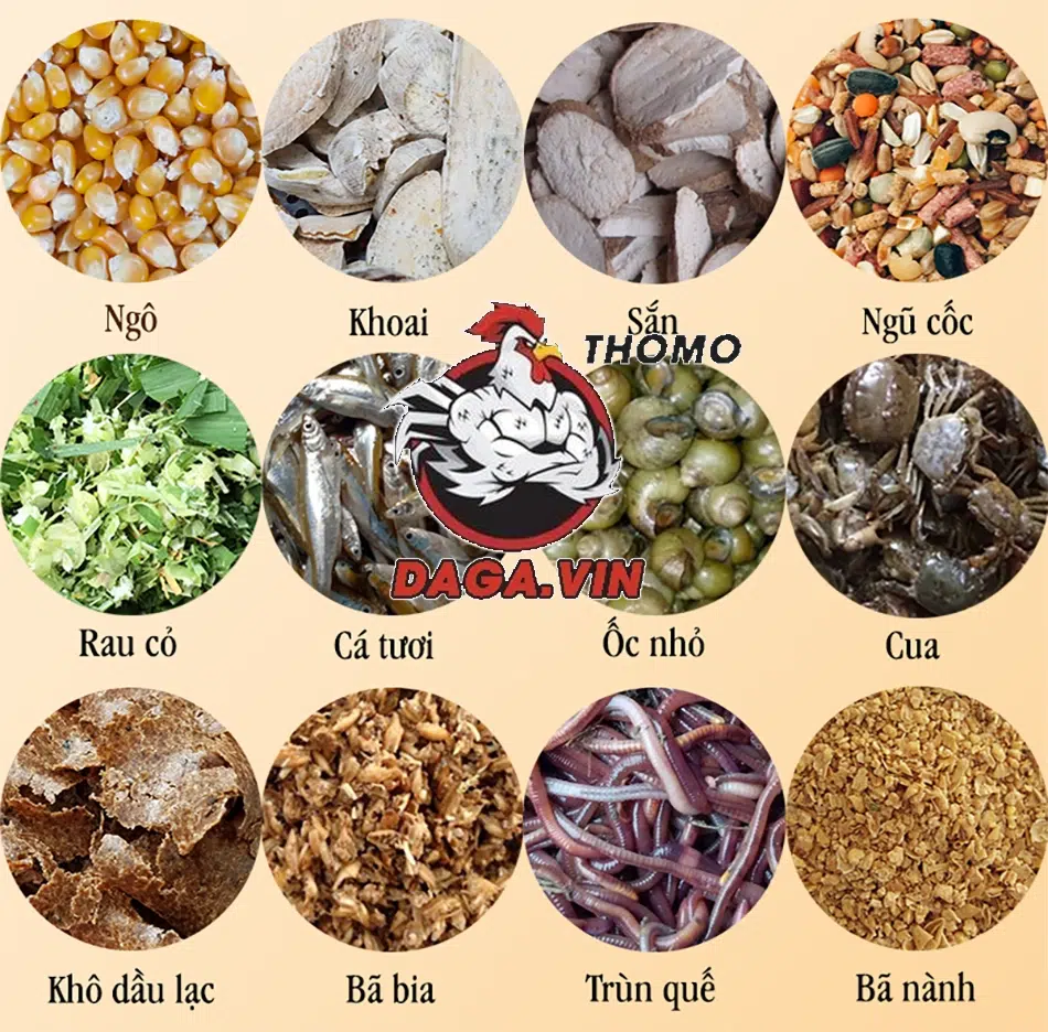 Nuôi Gà Đá Cựa Sắt Khỏe Mạnh - Bí Quyết Cực Đơn Giản 4 Chế độ dinh dưỡng nuôi gà đá cựa sắt khỏe mạnh