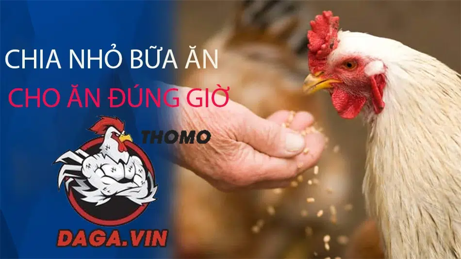 cách Chia nhỏ bữa ăn, cho ăn đúng giờ
