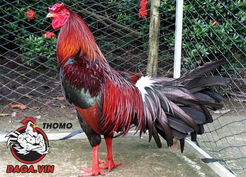 cách Chọn gà chọi hay qua ngoại hình