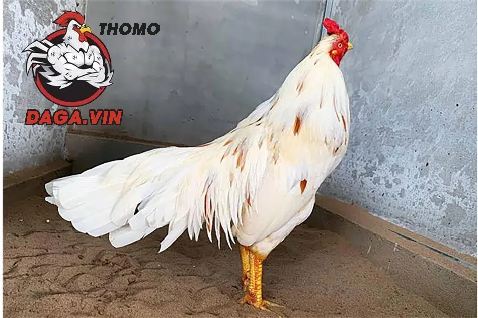 cách Chọn giống gà đá tốt
