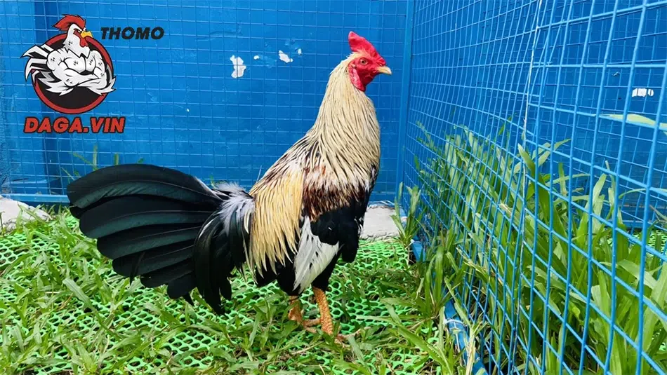 Nuôi Gà Nòi Lớn Nhanh - Kinh Nghiệm Từ Sư Kê Hàng Đầu 1 Hướng dẫn cách chọn con giống gà nòi tốt