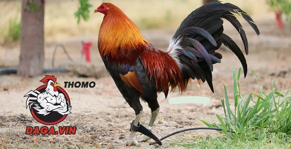 Cách Nuôi Gà Đá Mỹ Cựa Sắt Giúp Chiến Kê Đầy Pin 100% 1 Giới thiệu về giống gà đá Mỹ cựa sắt