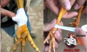 các bước Hướng dẫn cách lên cựa gà đá đúng cách cho gà chọi và gà tre