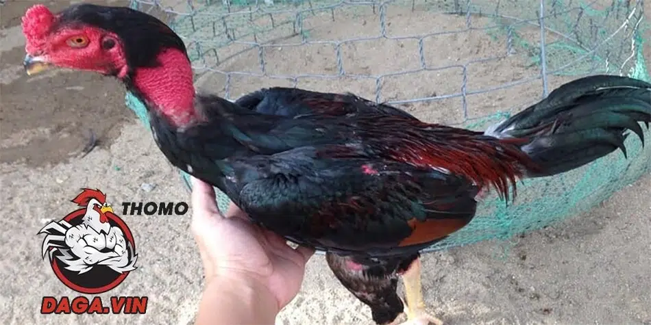 Cách Vần Gà Chọi Non Cho Các Sư Kê Đảm Bảo Hiệu Quả 1 Khái niệm vần gà chọi non