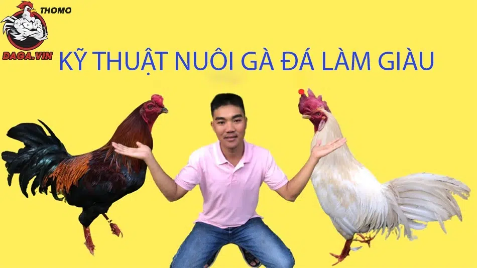 Bạn cần hiểu rõ về chế độ ăn uống của Gà Đá