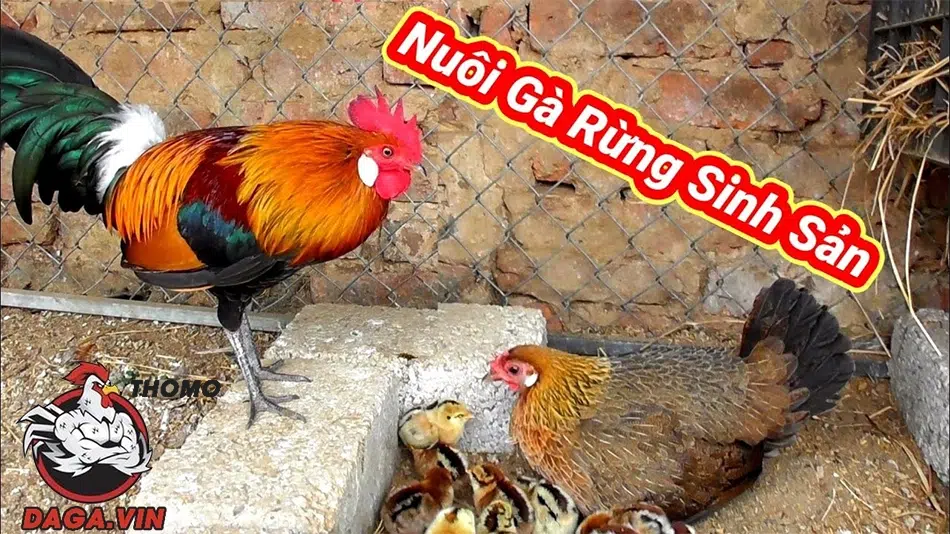 Bí Kíp Nuôi Gà Rừng Chiến Đấu Trăm Trận Trăm Thắng 3 Một số Kỹ thuật nuôi gà rừng sinh sản