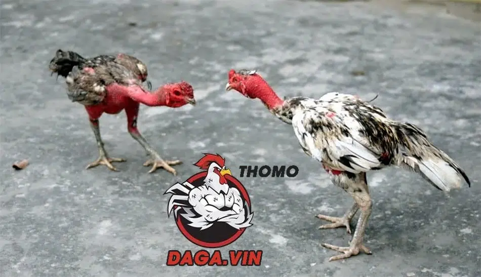 Cách Vần Gà Chọi Non Cho Các Sư Kê Đảm Bảo Hiệu Quả 3 Lịch trình vần gà chọi non khoa học để đạt hiệu quả tốt