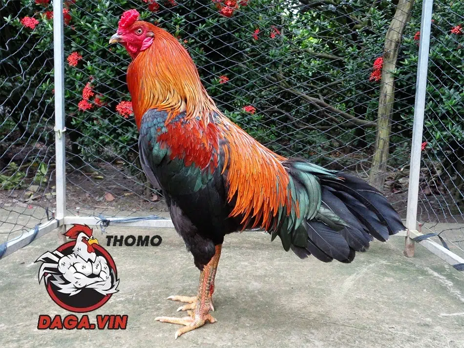Gà bo lớn là gì?