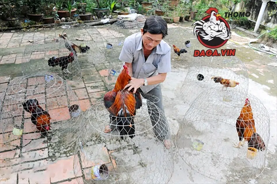 Vấn đề cần quan tâm khi nuôi gà chọi kinh doanh