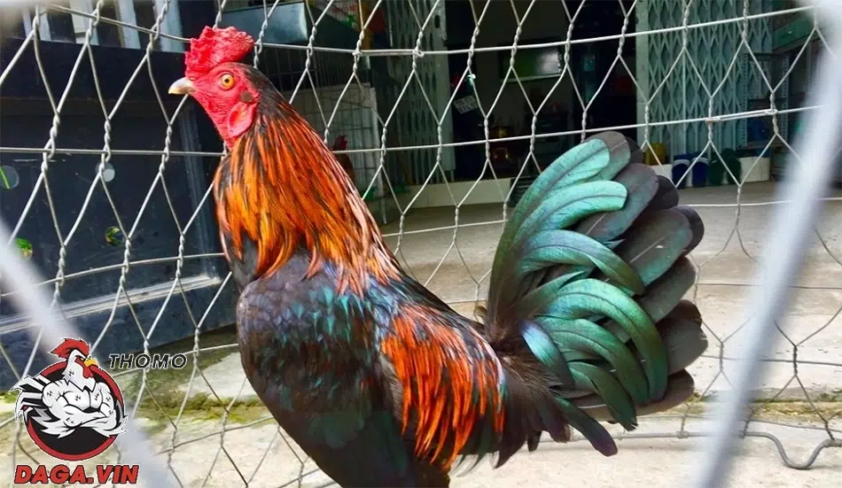 Lai Mồng Gà Chọi - 3 Phương Pháp Hiệu Quả Từ Sư Kê Hàng Đầu 3 3 cách lai tạo gà chiến phổ biến