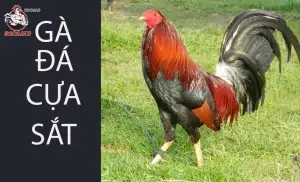 cách Lựa chọn giống gà đá cựa sắt