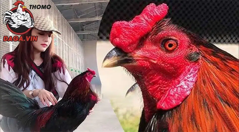 Lai Mồng Gà Chọi - 3 Phương Pháp Hiệu Quả Từ Sư Kê Hàng Đầu 4 Cách chọn gà giống lai tạo