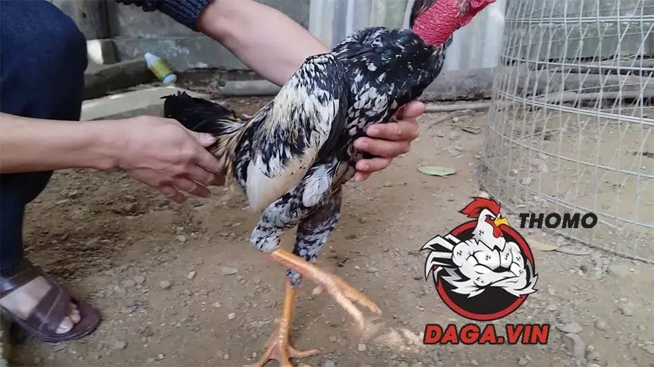 Bí Quyết Om Bóp Gà Chọi Để Có Một Chiến Kê Mạnh Mẽ Bất Bại 4 Lưu ý khi om bóp gà chọi