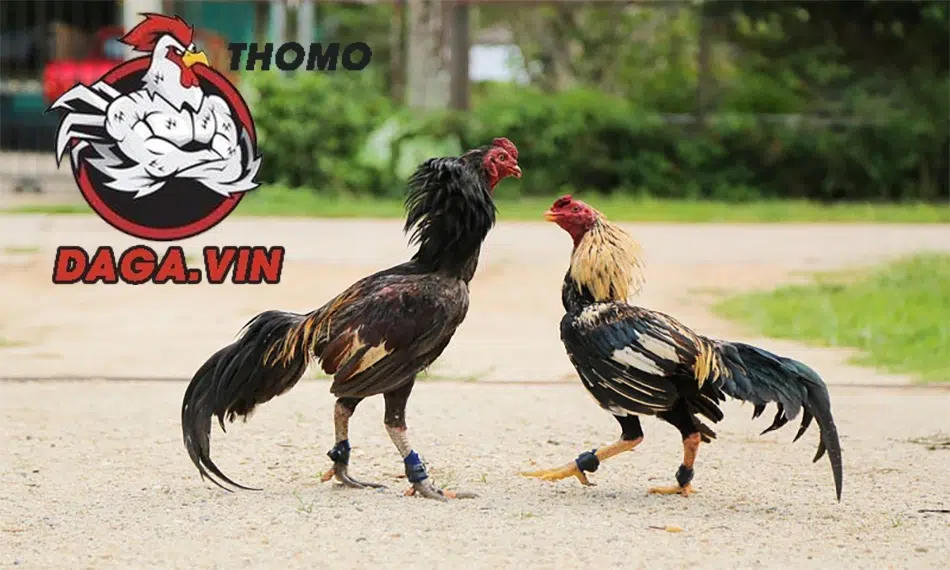Cách Xổ Gà Đá Cực Chuẩn Mà Người Nuôi Gà Cần Nắm 4 8 bước để thực hiện xổ gà đá