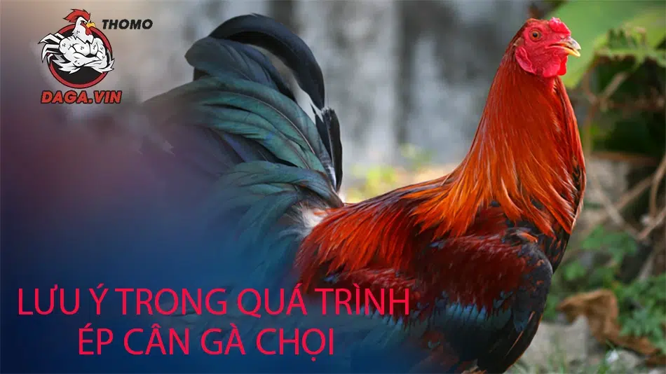 Ép cân gà chọi sai cách gây ra hậu quả vô cùng lớn