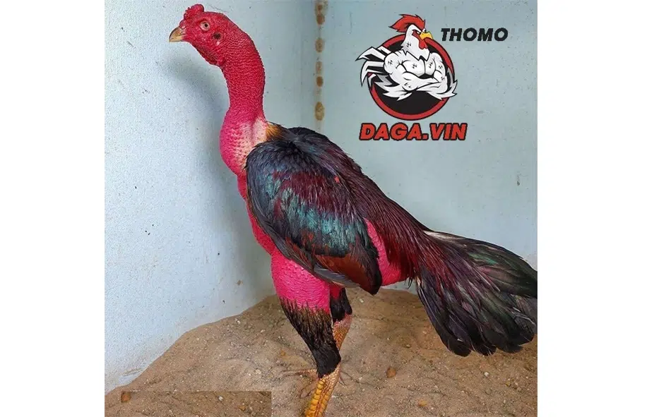 Lý do cần thiết phải tỉa lông cho gà chọi