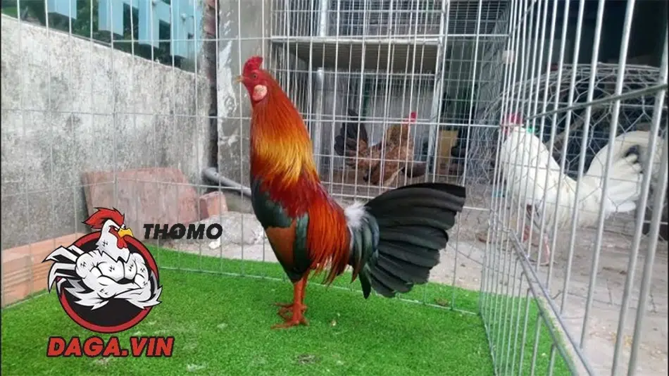 cần Một số lưu ý nuôi gà đá có lực