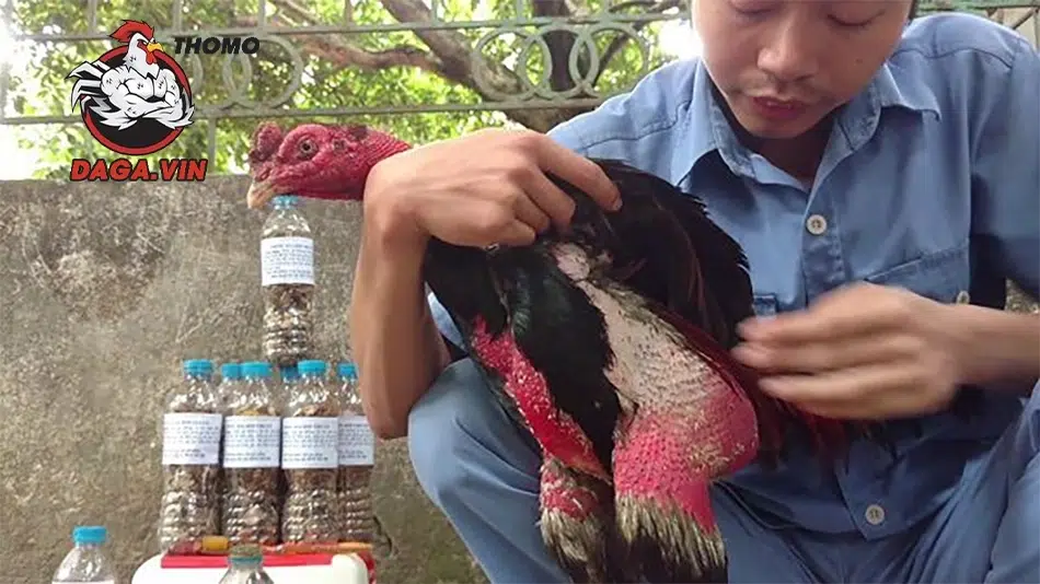 Cách Vần Gà Chọi - Bí Quyết Hay Nhất Chia Sẻ Từ Các Sư Kê 4 Chiến kê rèn luyện, cơ săn chắc, da dày, tăng sức mạnh và phòng thủ