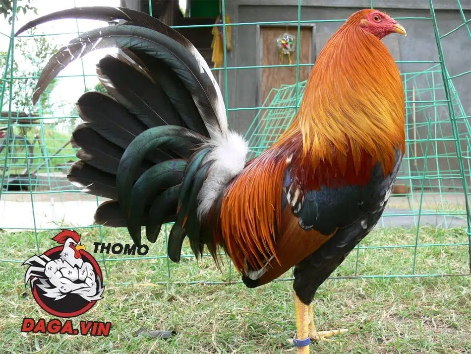 Tránh phối giống sớm, cám công nghiệp, chất kích thích, ép ăn sai cách