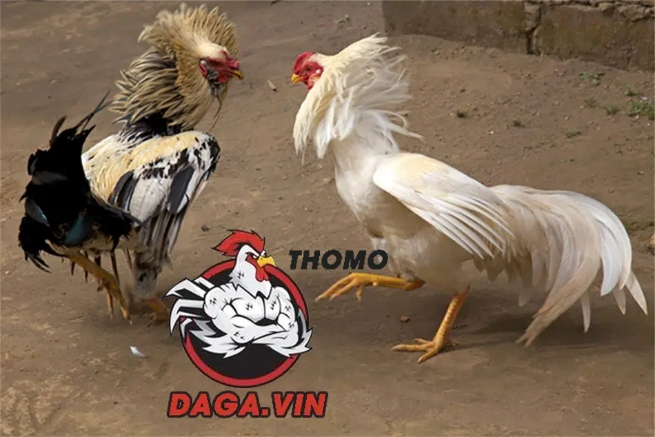 cách Nuôi dưỡng gà chọi đá hay 