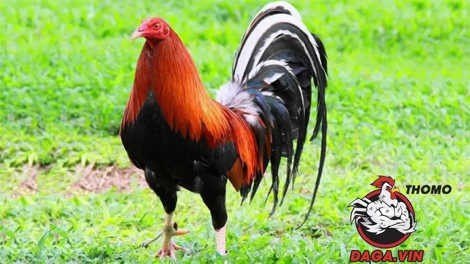 Nuôi Gà Đá Nhanh Lên Ký - Bí Quyết Đảm Bảo 100% Hiệu Quả 4 Phòng bệnh cho chiến kê