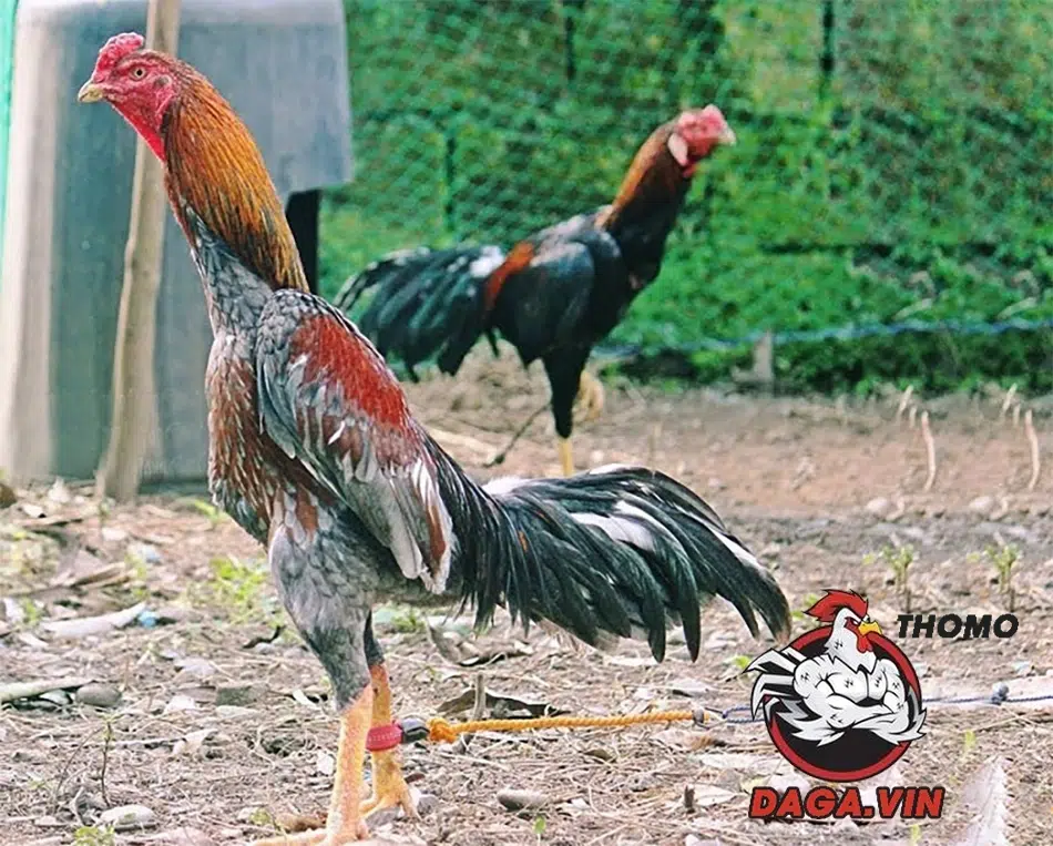hướng dẫn cách Quan sát tướng ngủ, đi, đứng để chọn gà nòi