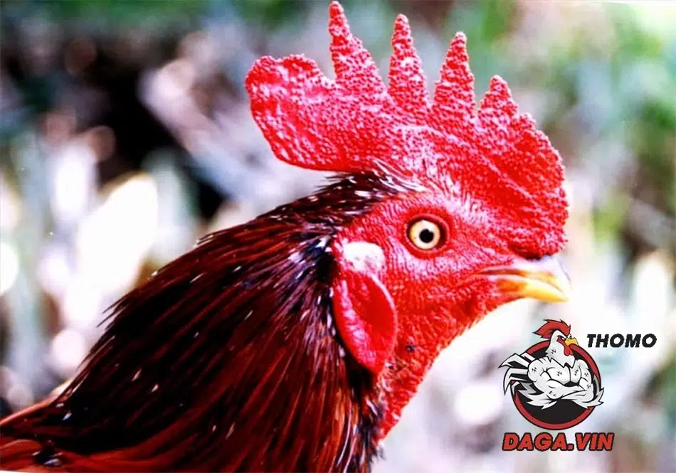 Lai Mồng Gà Chọi - 3 Phương Pháp Hiệu Quả Từ Sư Kê Hàng Đầu 1 Lý do lai mồng gà chọn được nhiều sư kê lựa chọn
