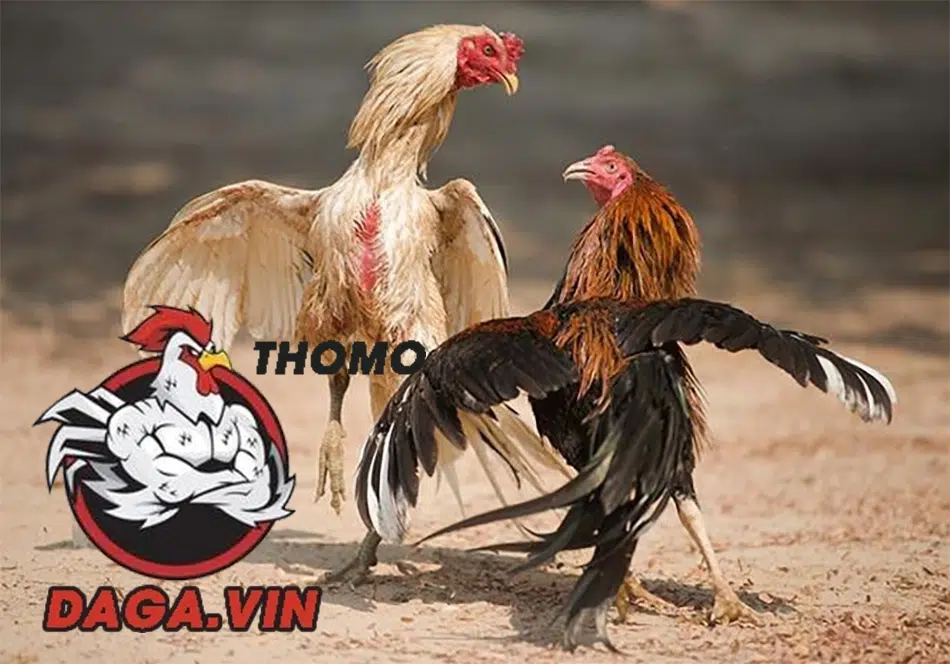 Cách Vần Gà Chọi - Bí Quyết Hay Nhất Chia Sẻ Từ Các Sư Kê 1 Các thuật ngữ khi vần gà chọi