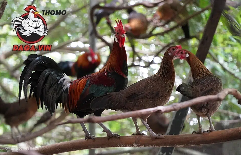 Bí Kíp Nuôi Gà Rừng Chiến Đấu Trăm Trận Trăm Thắng 4 Lưu ý về đá gà rừng
