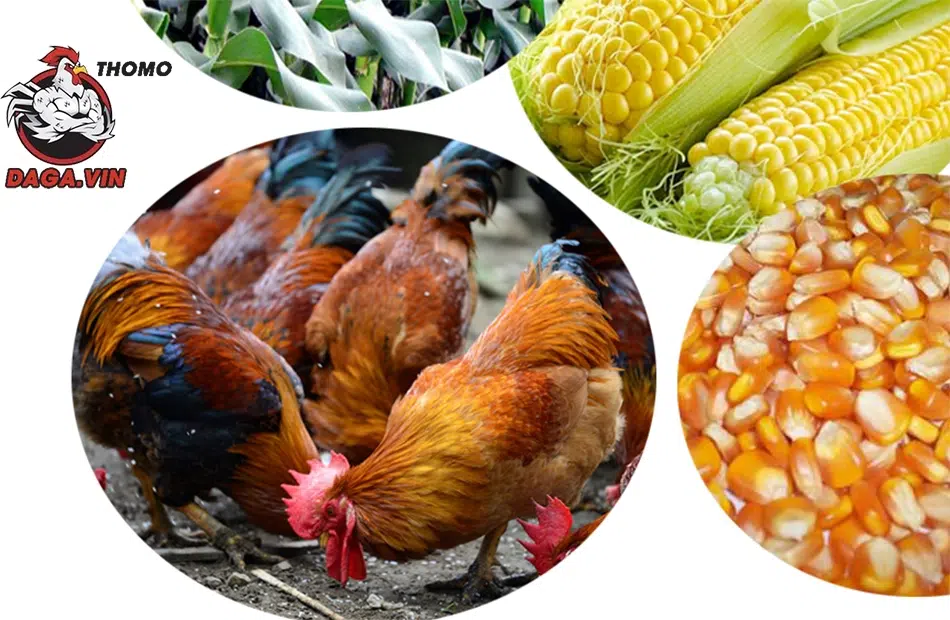 Cách Nuôi Gà Đá Mỹ Cựa Sắt Giúp Chiến Kê Đầy Pin 100% 3 Một số thức ăn nuôi gà đá Mỹ cựa sắt tốt nhất